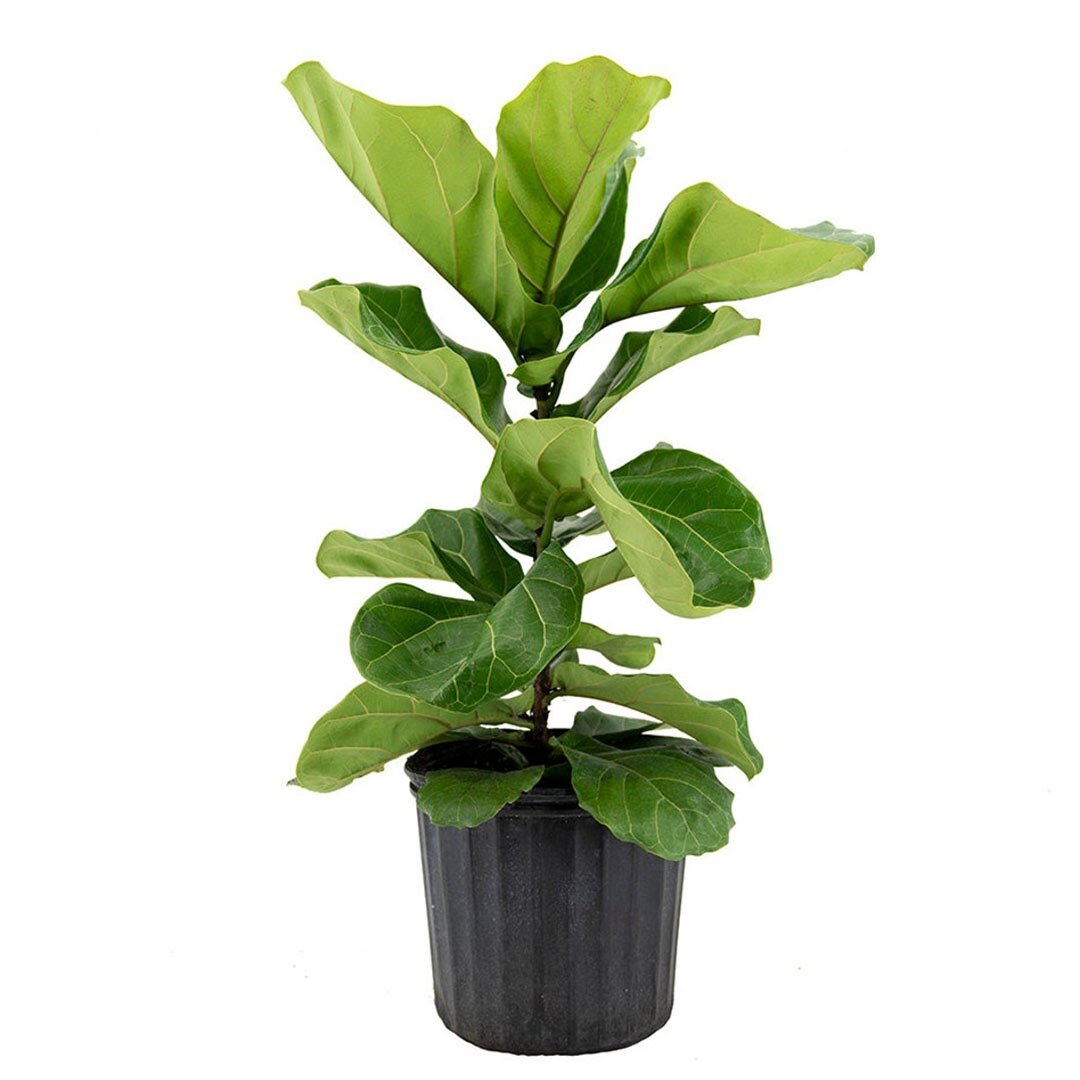 American Plant Exchange Fiddle Leaf Fig Ficus Lyrata, Large Live Plant ...