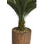 Palmier Cycas Panama