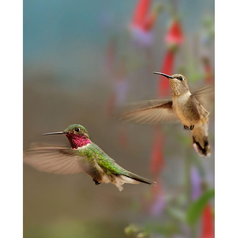 Art sur toile tendue par Latitude Run® Fitzharris, Tim, titré: Colibris à queue large, H 44 po x l 36 po