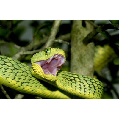 African Green Bush Viper by Mark Kostich
