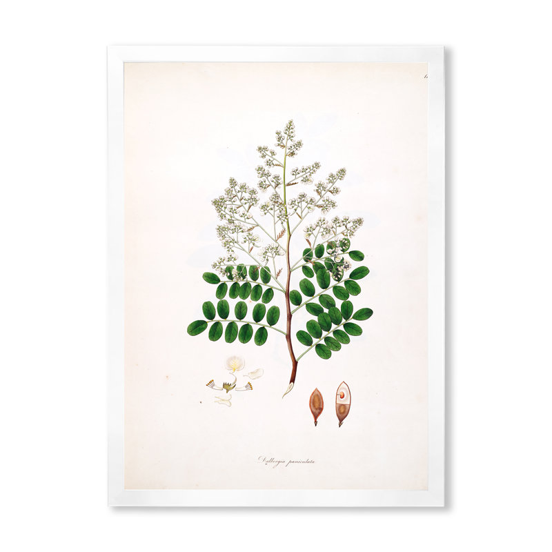 «Vintage Botanicals» - Peinture sur toile, H 32 po x l 24 po x P 1 po, Cadre photo blanc