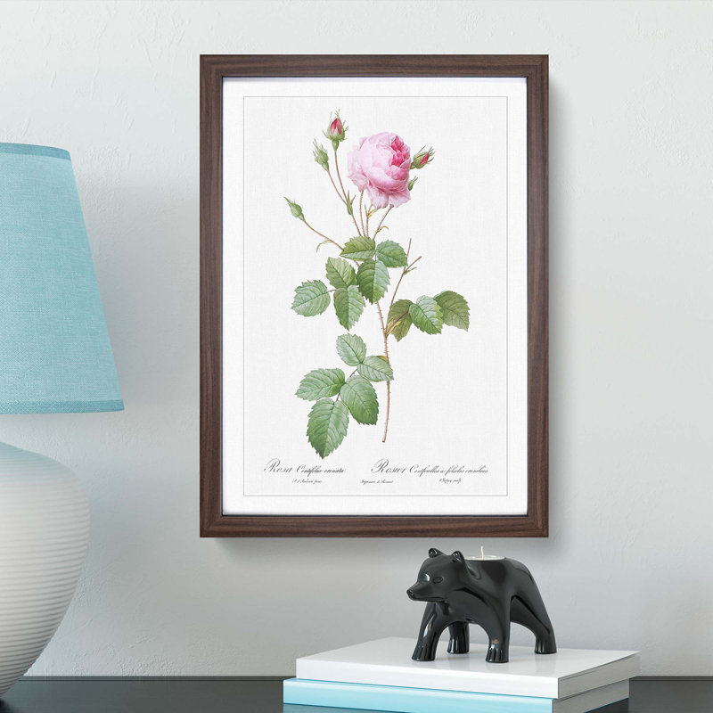 Pink Provence Rose by Pierre-Joseph Redoute - Picture Frame Graphic Art Print, 48cm H x 36cm W x 2cm D, Walnut Framed