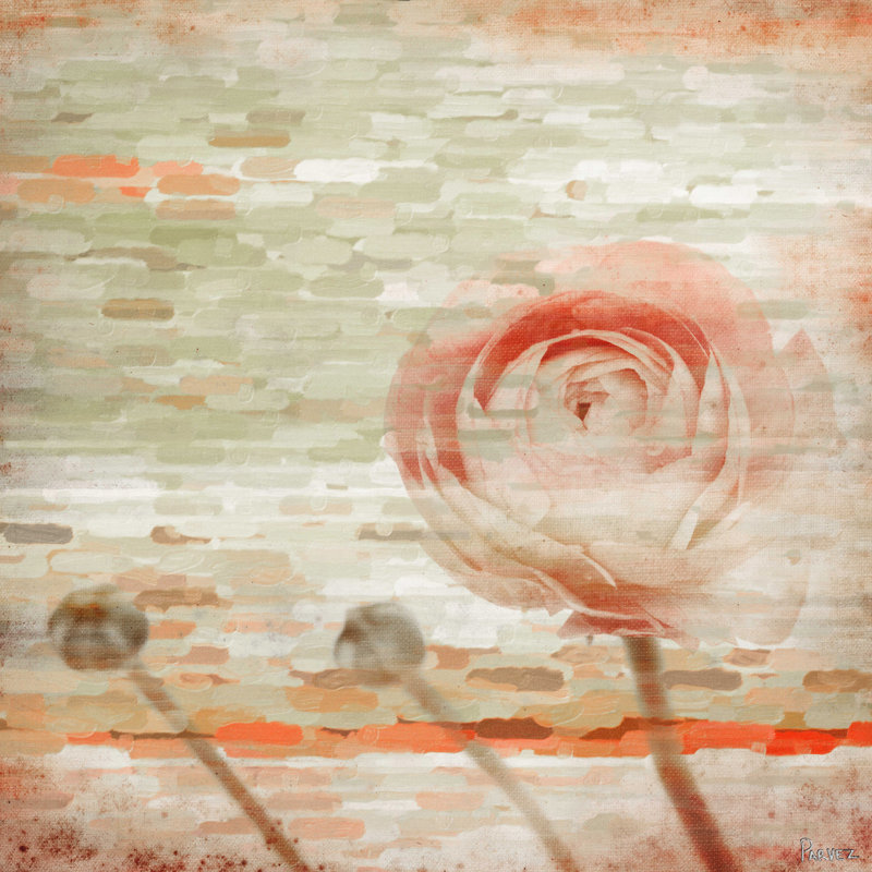 Parvez Taj - Wrapped Canvas Print, 45cm H x 45cm W x 5cm D