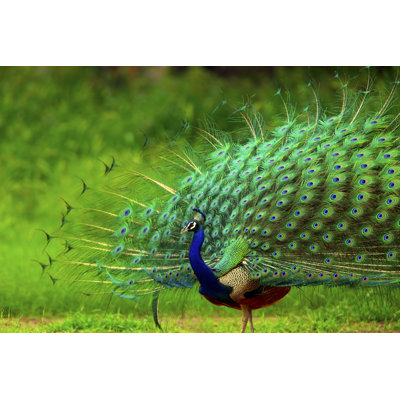 Peacock by EROMAZe - Wrapped Canvas Print