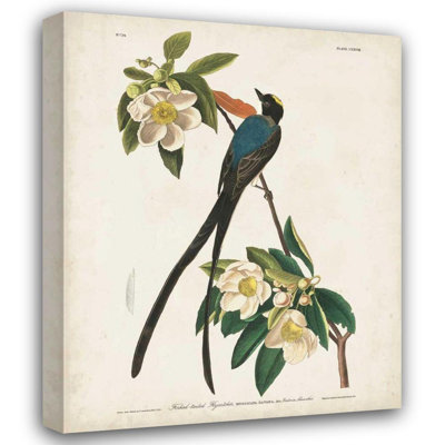 Alcott Hill® Audubon, John James Gallery Wrapped Canvas Art Titled: Pl 168 Fork, tailed Flycatcher