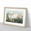 American Swan by John Audubon - Single Picture Frame Painting-55544945-55544949