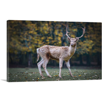 " Deer In Forest Home Decor "