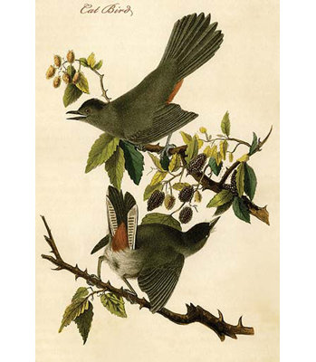 Oiseau chat-impression d’art graphique