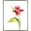 Red Tulips I - Framed-1738639353