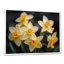 Jaune et noir, trompette d'espoir, jonquilles - jonquilles-441402938-336040324