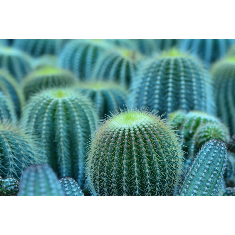 CactUS Plant - Wrapped Canvas Print, 61cm H x 91cm W