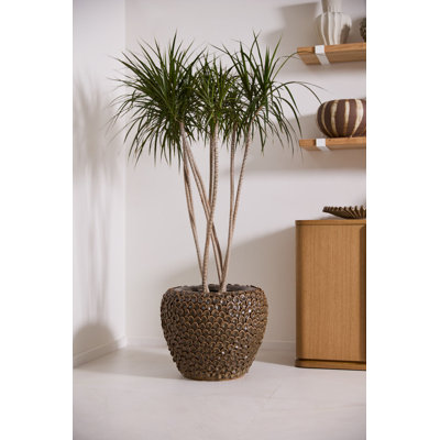 Jardinière Célia Nazim