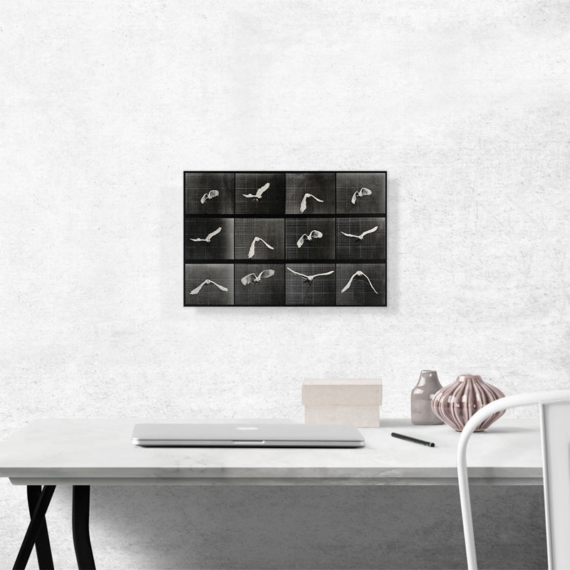 «A Parrot Flying 1887» par Eadvin Muybridge - reproduction de photo sur toile tendue, H 12 po x l 18 po x P 0,75 po