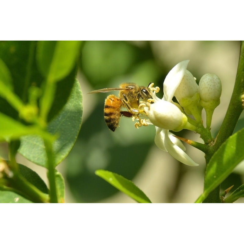 Becka Bee 1 Piece Wrapped Canvas Wall Art, 30cm H x 46cm W x 3.8cm D