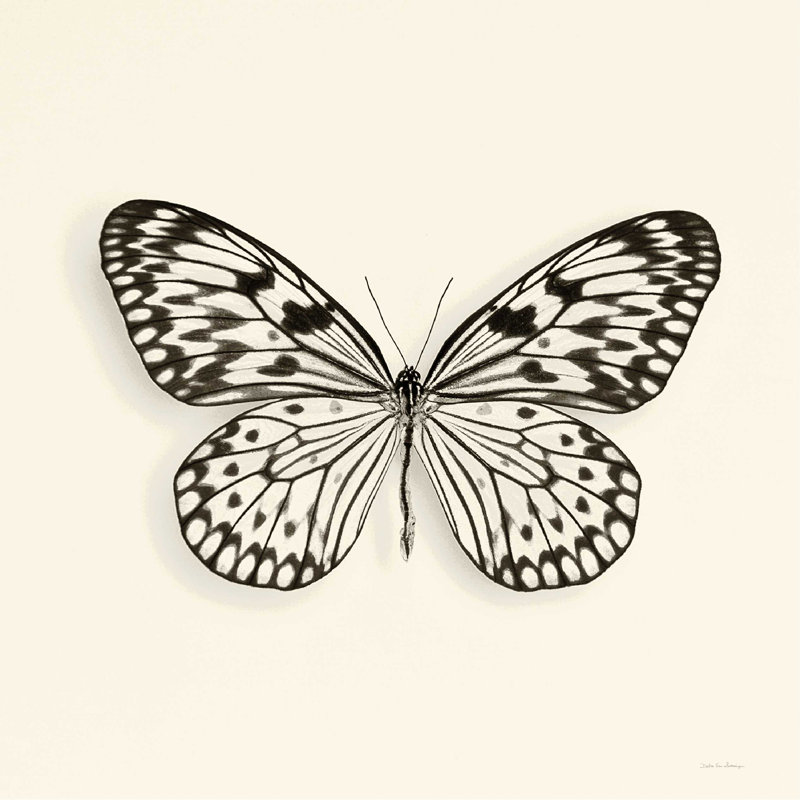 Papillon V BW, H 20 po x l 20 po