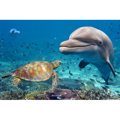 " Dolphin And Turtle "