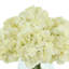 Hortensias dans un vase en verre-1175266585