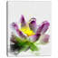 « lotus fleur sketch aquarelle », reproduction d’art sur toile tendue-19239298-33322682