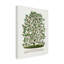 Reproduction d'art sur toile, "Magnolia"-103100571