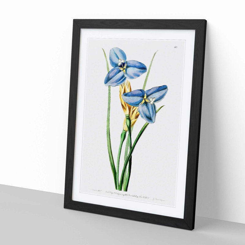 Blue Iris Flowers - Picture Frame Painting, Black, 50cm H x 35cm W x 2cm D