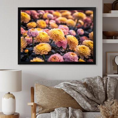 " Yellow Pink Chrysanthemums Field "