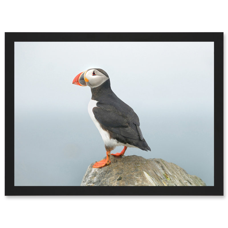 Atlantic Puffin Bird Standing On Rock - Single Picture Frame Print