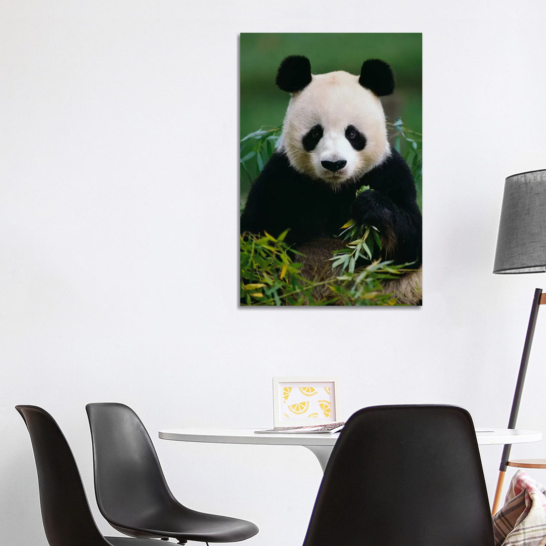 Giant Panda Eating Bamboo, China
