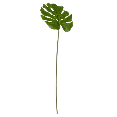 Tige de feuille Monstera