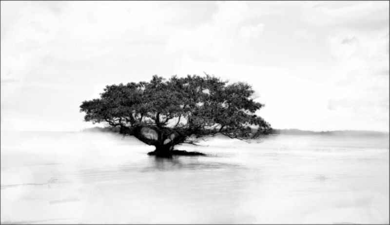 Border Print by Mitchell Bloch, 24" H x 40" W, Outdoor