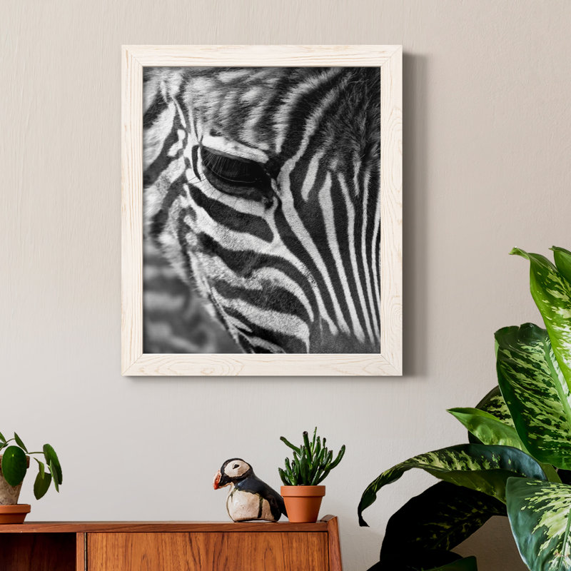 Zebra Colt - photographie encadrée sur toile, H 20 po x l 17 po x P 1,5 po, Cadre blanc