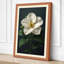 White Camellia Study Botanical - Wrapped Canvas-1811034684-1811034687