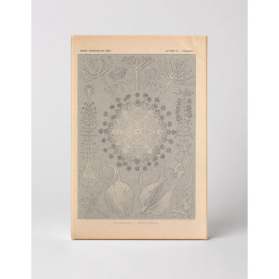 Art textuel sur toile, "Tafel 61 - Phaeodaria" (1904)