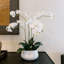FLORAL ORCHID PHALE 4 STEM POT WHITE 23IN-392820817