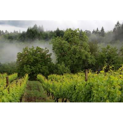 Ekrem Oregon Vineyard in Spring - Photographie sur toile tendue