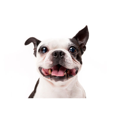 Smiling Boston Terrier Dog by Jovanka_Novakovic - No Frame Art Prints on Canvas