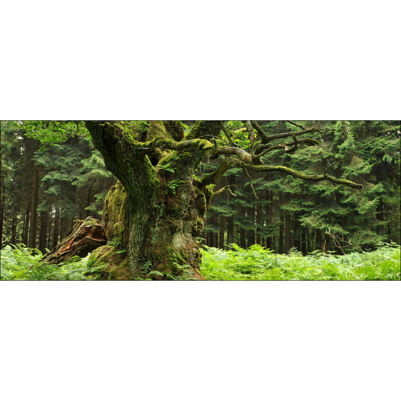 Oak Tree - Graphic Art Print on Glass, 50 cm H x 125 cm W x 1.4cm D
