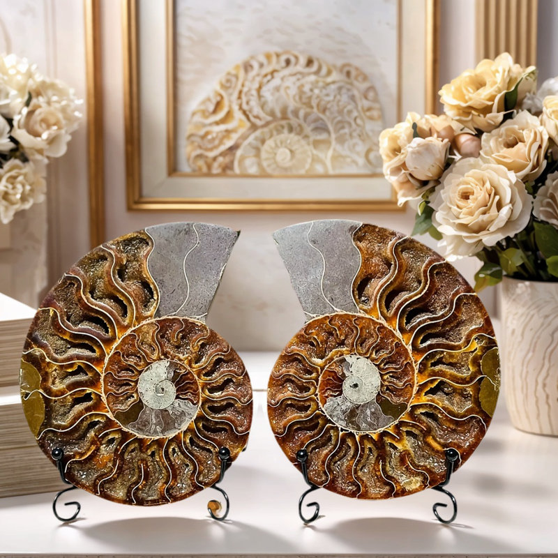 Tranche de fossile d'escargot ， Décoration, Ornements pour la maison, Cadeaux de Noël