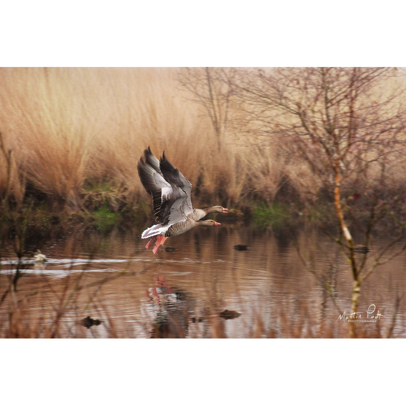 «Fly Away» par Martin Podt - impression, H 20 po x l 30 po, Toile tendue