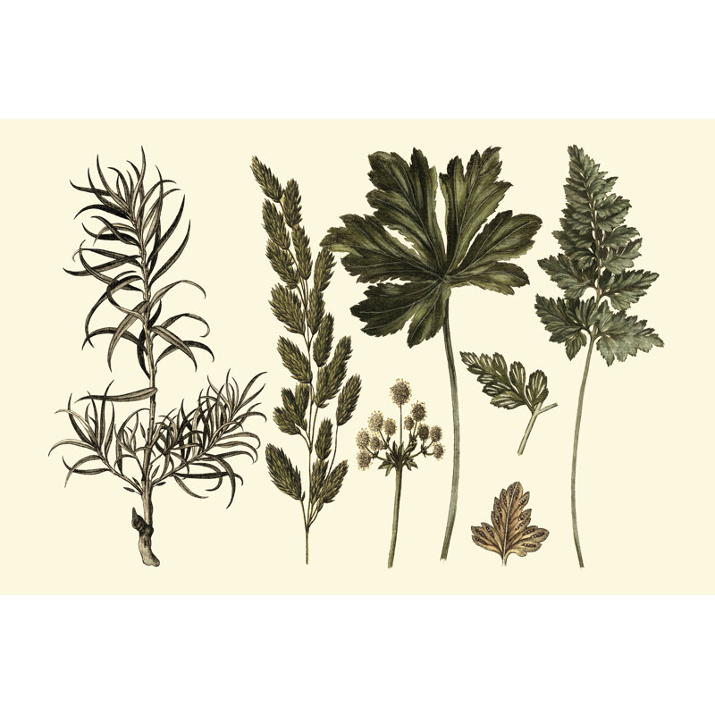 Fern Leaf Folio II by Georg C. Oeder - Wrapped Canvas Art Prints, 61cm H x 91cm W