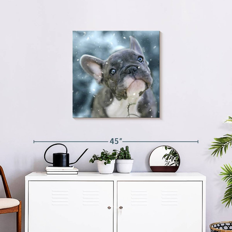 Chiot bouledogue français Brampt, H 24 po x l 24 po