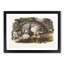 Canadian Lynx by J.W. Audubon - Picture Frame Painting Print-55513737-55513738
