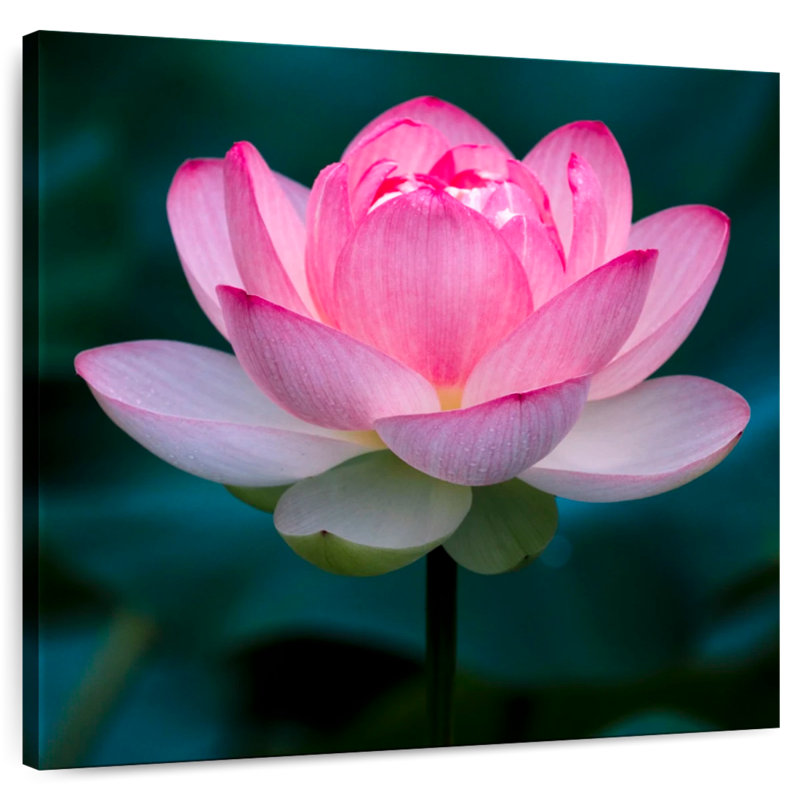 Harnek Delicate Lotus