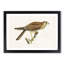 Common Kestrel by Von Wright - Picture Frame Painting Print-55510304-55510303
