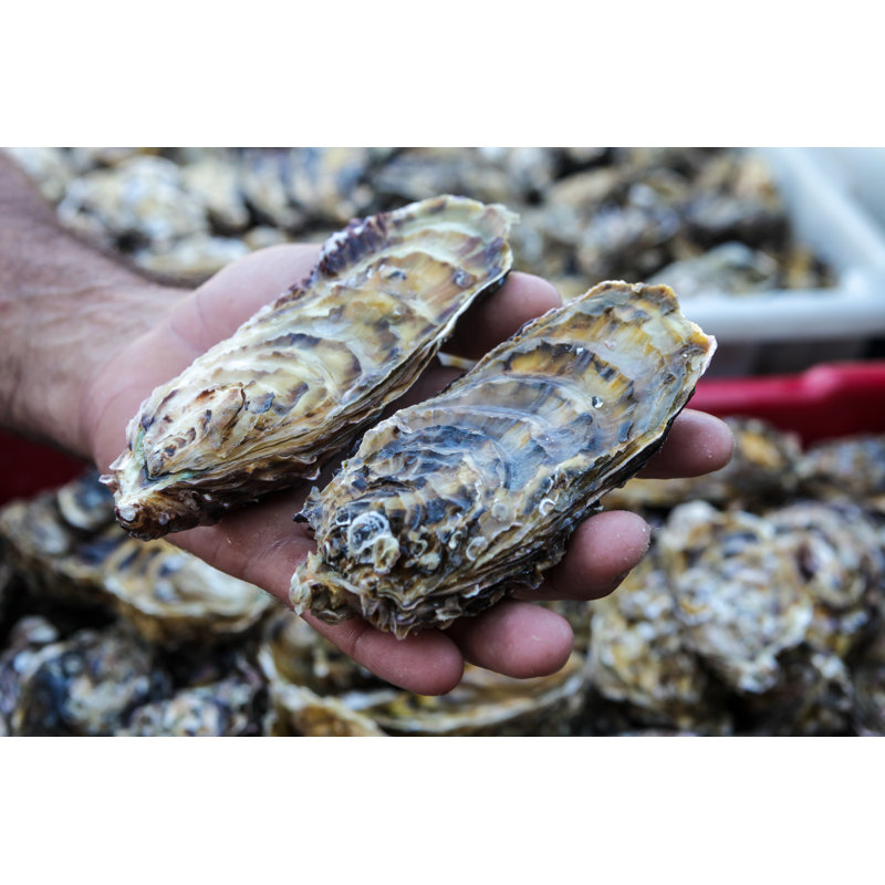 Fresh Oysters - Wrapped Canvas Print, 61cm H x 91cm W x 3.8cm D