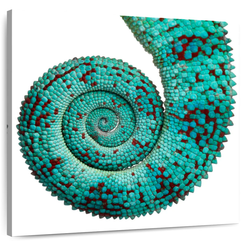 Crowle Chameleon Tail, 20" H x 20" W