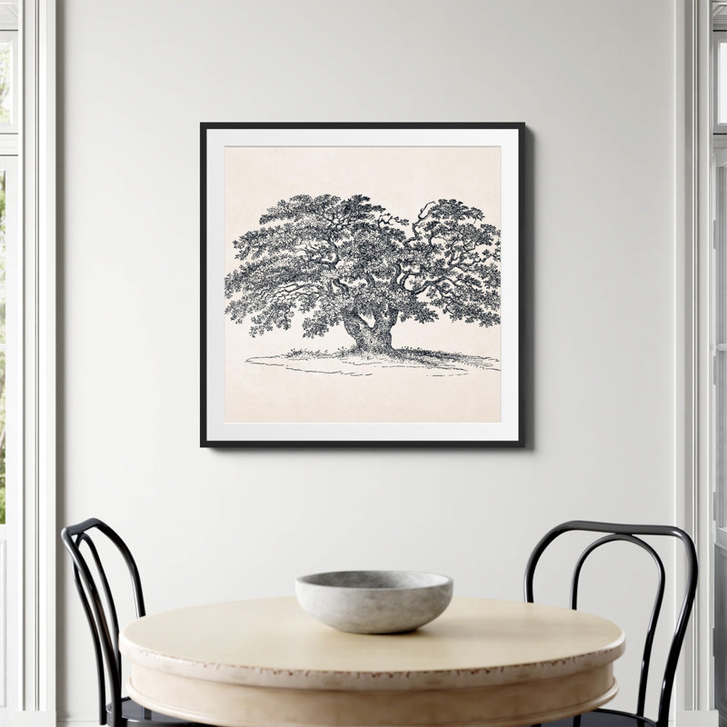 «Wide Oak Tree S Croquis» par Apolo, Papier avec cadre simple noir, Oui, H 36 po x l 36 po