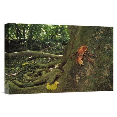 " Coconut Crab Scaling A Grand Devil "