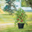 Amaya Support à plante-408462814