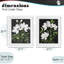 Ensemble de 2 impressions encadrées sous verre White on Black Blooms, design par Lucille Price-145298445-145298446
