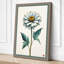 White Daisy Study Botanical - Wrapped Canvas-955399255-955399257